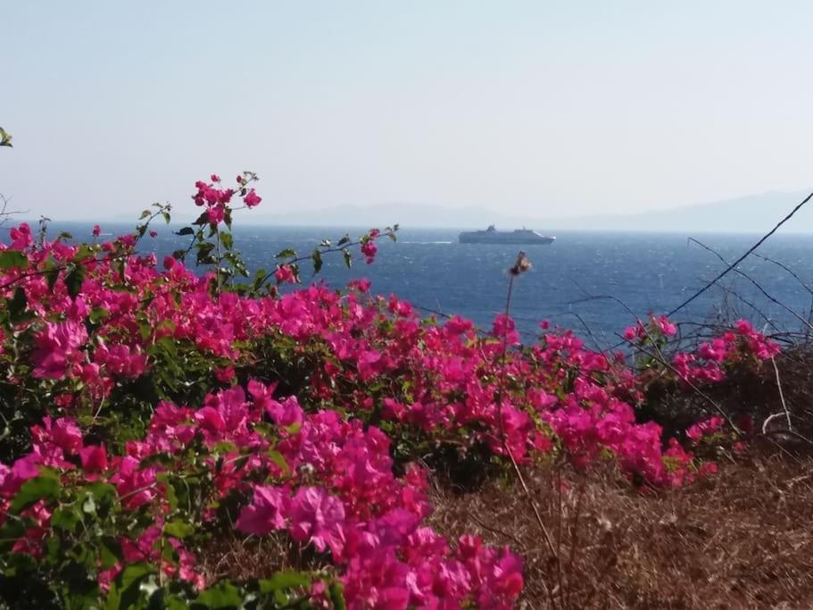 Grandpa Simos' Traditional Guest House Agios Romanos 外观 照片