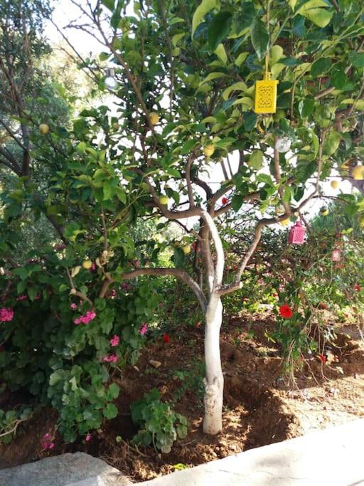 Grandpa Simos' Traditional Guest House Agios Romanos 外观 照片