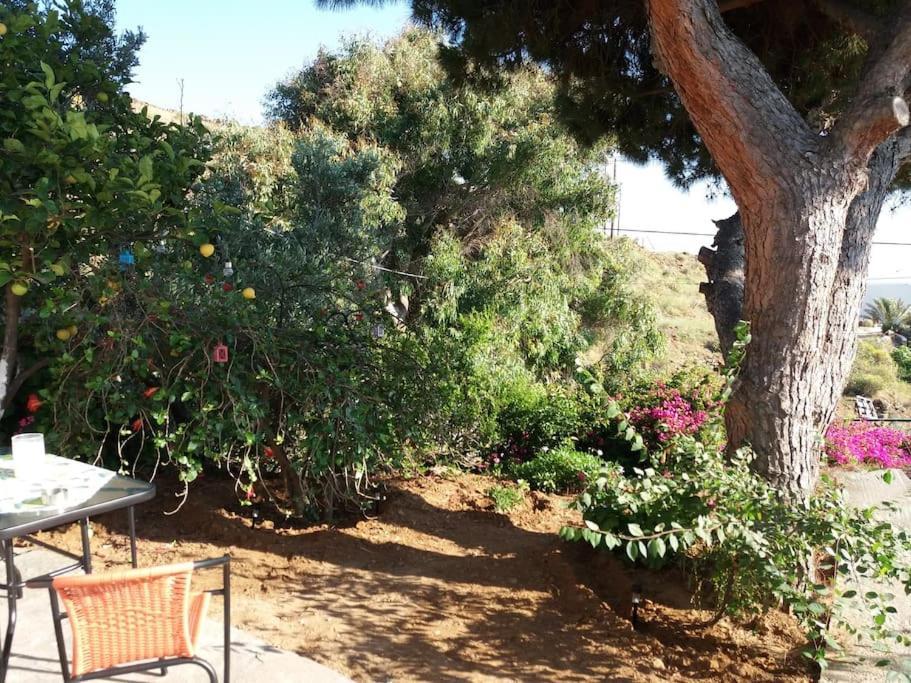 Grandpa Simos' Traditional Guest House Agios Romanos 外观 照片