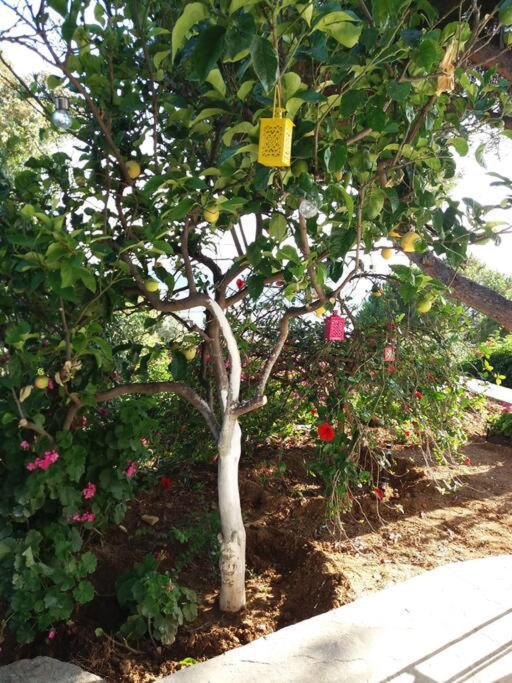 Grandpa Simos' Traditional Guest House Agios Romanos 外观 照片