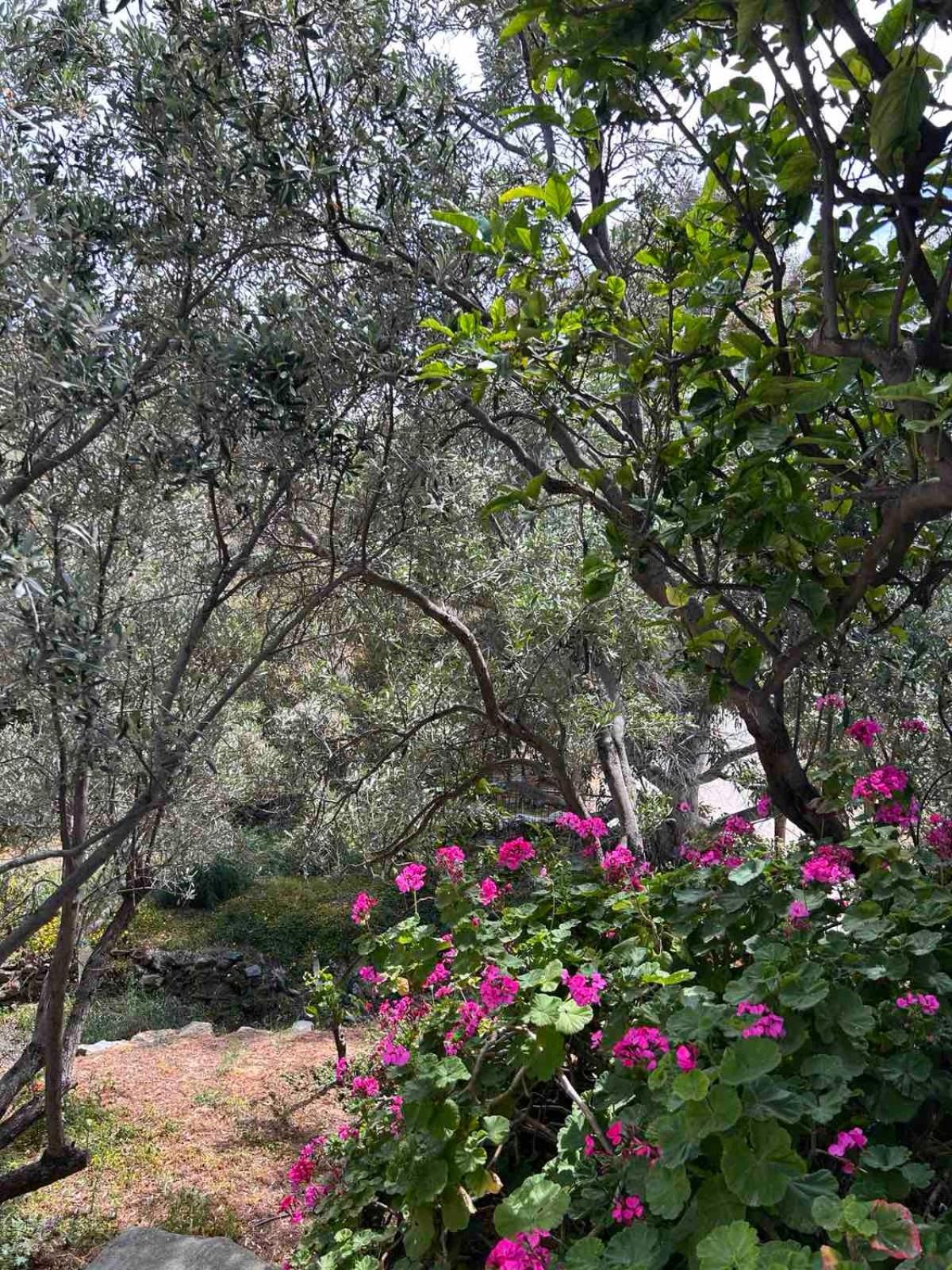 Grandpa Simos' Traditional Guest House Agios Romanos 外观 照片